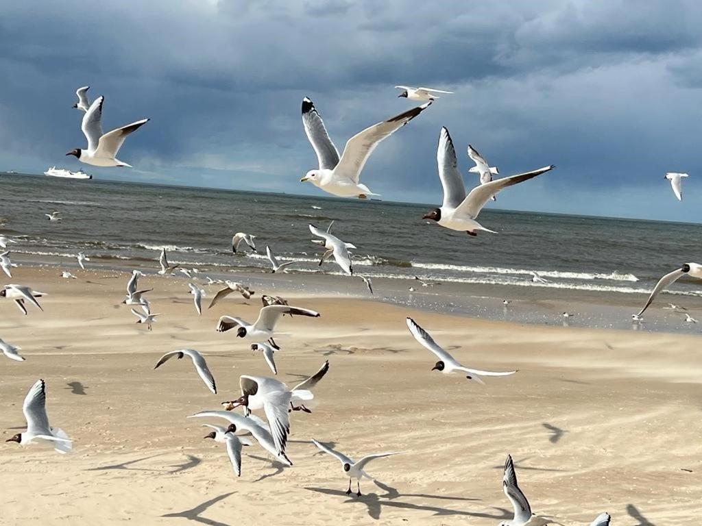 Apartamenty Swinoujscie - Kormoran Dış mekan fotoğraf
